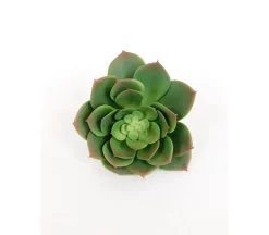 Pick – Echeveria – 5.5-inch
