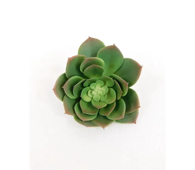 Pick – Echeveria – 5.5-inch