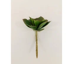 Pick – Echeveria – 5.5-inch