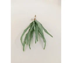 Pick – Haworthia – 11-inch