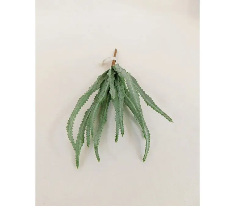 Pick – Haworthia – 11-inch