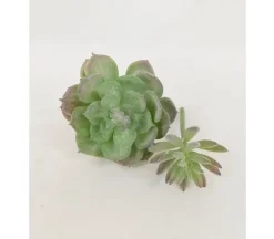 Pick Set – Succulent Assortment – 6 Piece