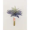 Pick – Spiky Succulents – 5-inch