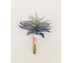 Pick – Spiky Succulents – 5-inch