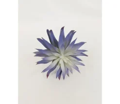 Pick – Spiky Succulents – 5-inch