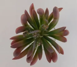 Pick – Succulent Long Leaf – 7-inch