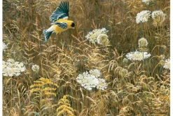 Queen Anne’s Lace and American Goldfinch – 500 Piece Puzzle