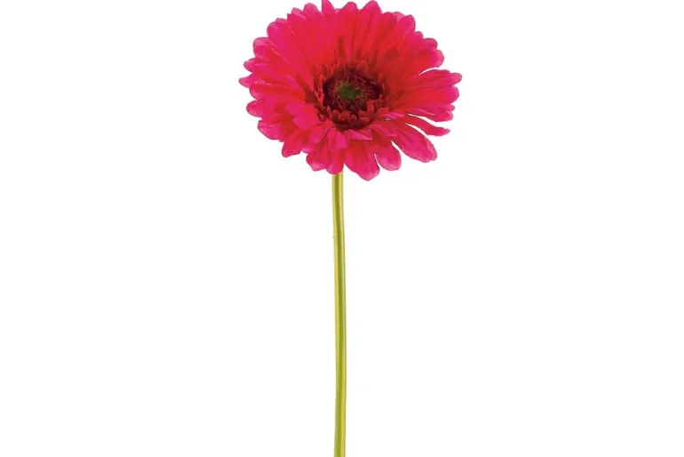 13″ Ranunculus Spray, Cream/Burgundy