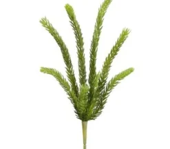 15″ Senecio Pick