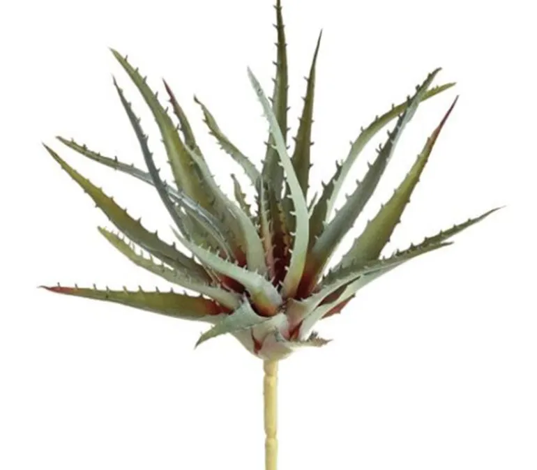 4″ Senecio Pick, Pink