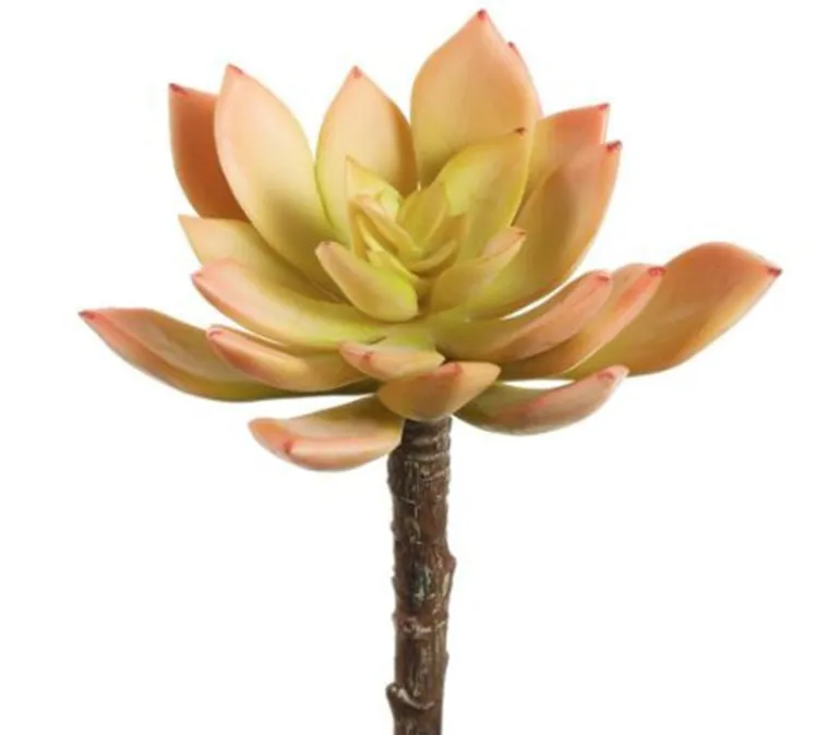 4″ Senecio Pick, Pink