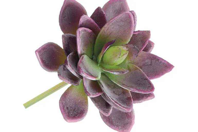 7″ Soft Green Grey Sedum Pick