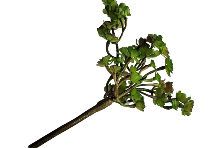 7″ Soft Green Grey Sedum Pick