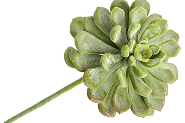 7″ Soft Green Grey Sedum Pick
