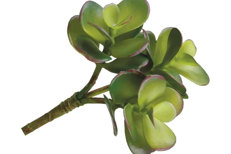7″ Soft Green Grey Sedum Pick