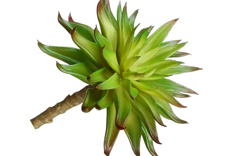 7″ Soft Green Grey Sedum Pick