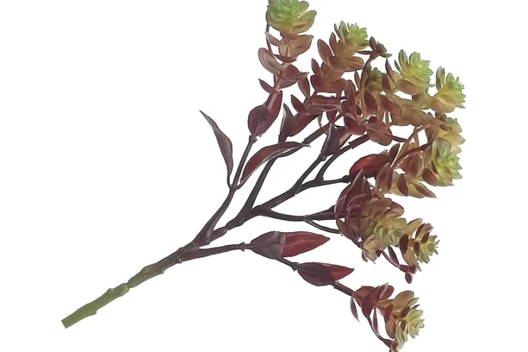 7″ Soft Green Grey Sedum Pick