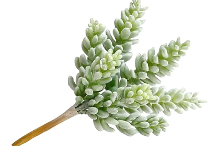 7″ Soft Green Grey Sedum Pick