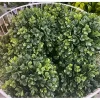 7.5″ Southern Boxwood Ball