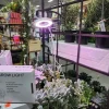 SPC Novelty Grow Light – Indoor Plant Lighting