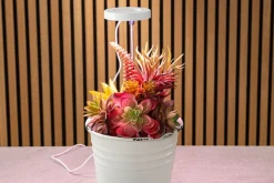 SPC Novelty Grow Light – Indoor Plant Lighting