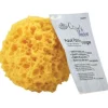 Sponge – Sea Synthetic