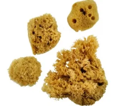 Sponge Set – Combination