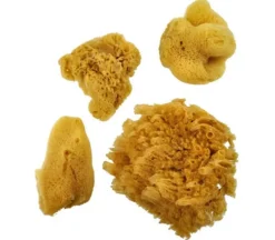 Sponge Set – Silk