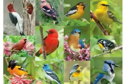 Springbok Gnome Worries Bee Happy Puzzle – 500 Piece