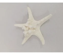 Starfish Shell – 1 Piece