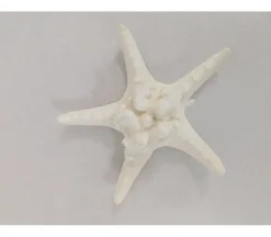 Starfish Shell – 1 Piece