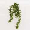 String of Pearl Spray – 13-inch