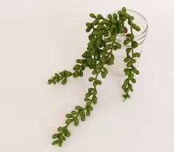 String of Pearl Spray – 13-inch