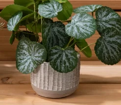 Striped Concrete Pot