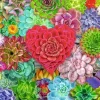 Succulent Love – 500 Piece Puzzle