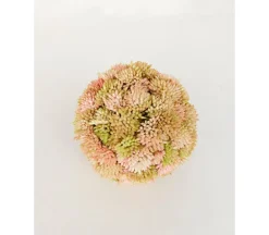 Succulent Orb – 4-inch