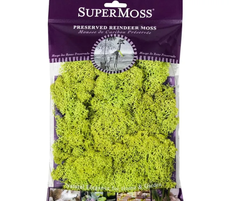 SuperMoss Reindeer Moss – Chartreuse – 2-ounce