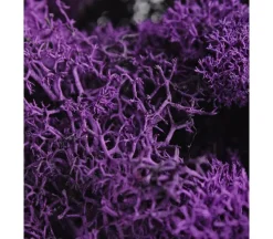 SuperMoss Reindeer Moss – Purple – 2-ounce