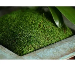 SuperMoss Sheet Moss – 2-ounce