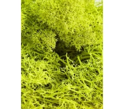 SuperMoss Sheet Moss – 2-ounce
