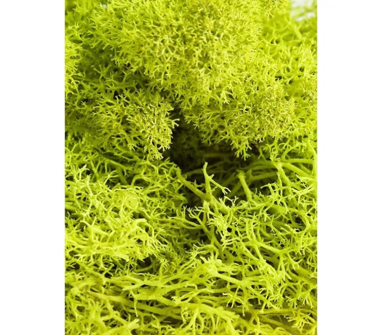 SuperMoss Sheet Moss – 2-ounce
