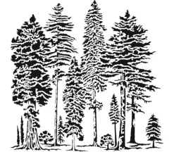 The Crafters Workshop Majestic Forest Stencil