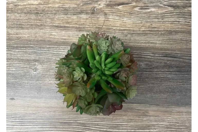 29″ Trailing Sedum, Coral