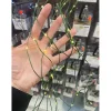 Waterfall Firefly Lights 100 Bulb – Green Cord – 10 Light Strands (view colors)